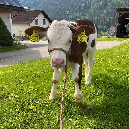 Osterbichlerhof Alojamento de Turismo Rural Feistritz am Kammersberg