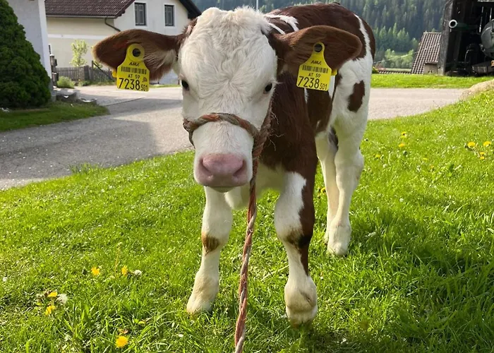 Osterbichlerhof Vakantieboerderij Feistritz am Kammersberg
